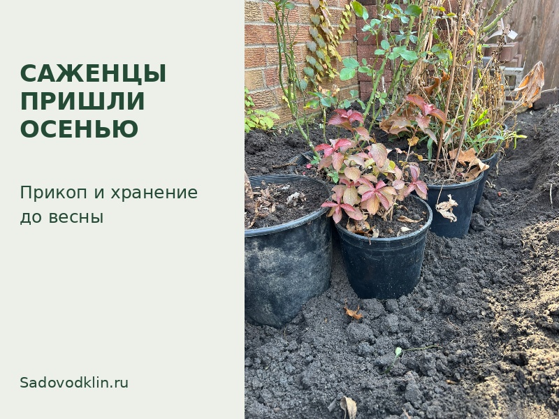 Не успели посадить саженцы осенью? Прикоп и хранение до весны
