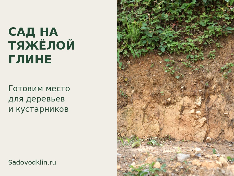 Сад на тяжёлой глине: как посадить деревья без застоя воды