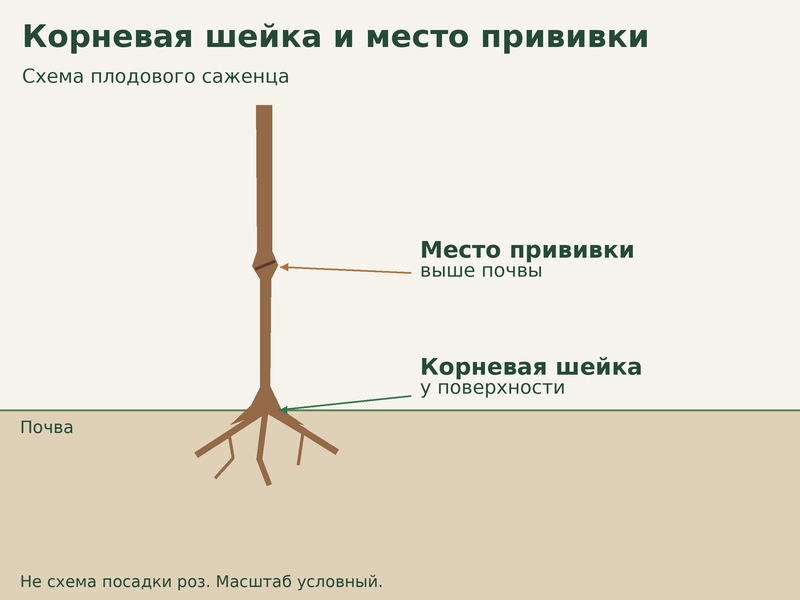 Корневая шейка и прививка: как не загубить саженец при посадке